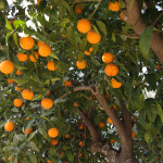 appelsinblomst anastasia